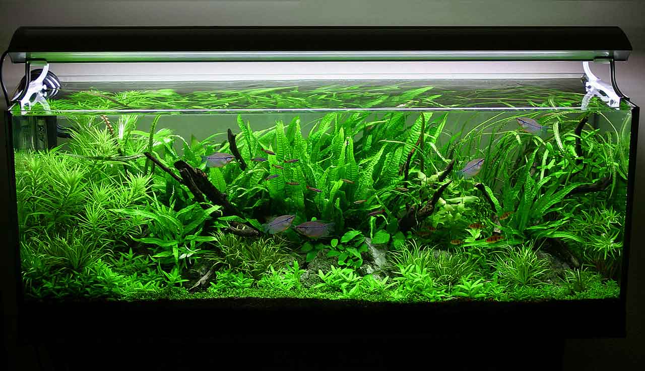 Authentic Asian Themed Fish Tank Decorations Ideas For Any Type Of Aquarium