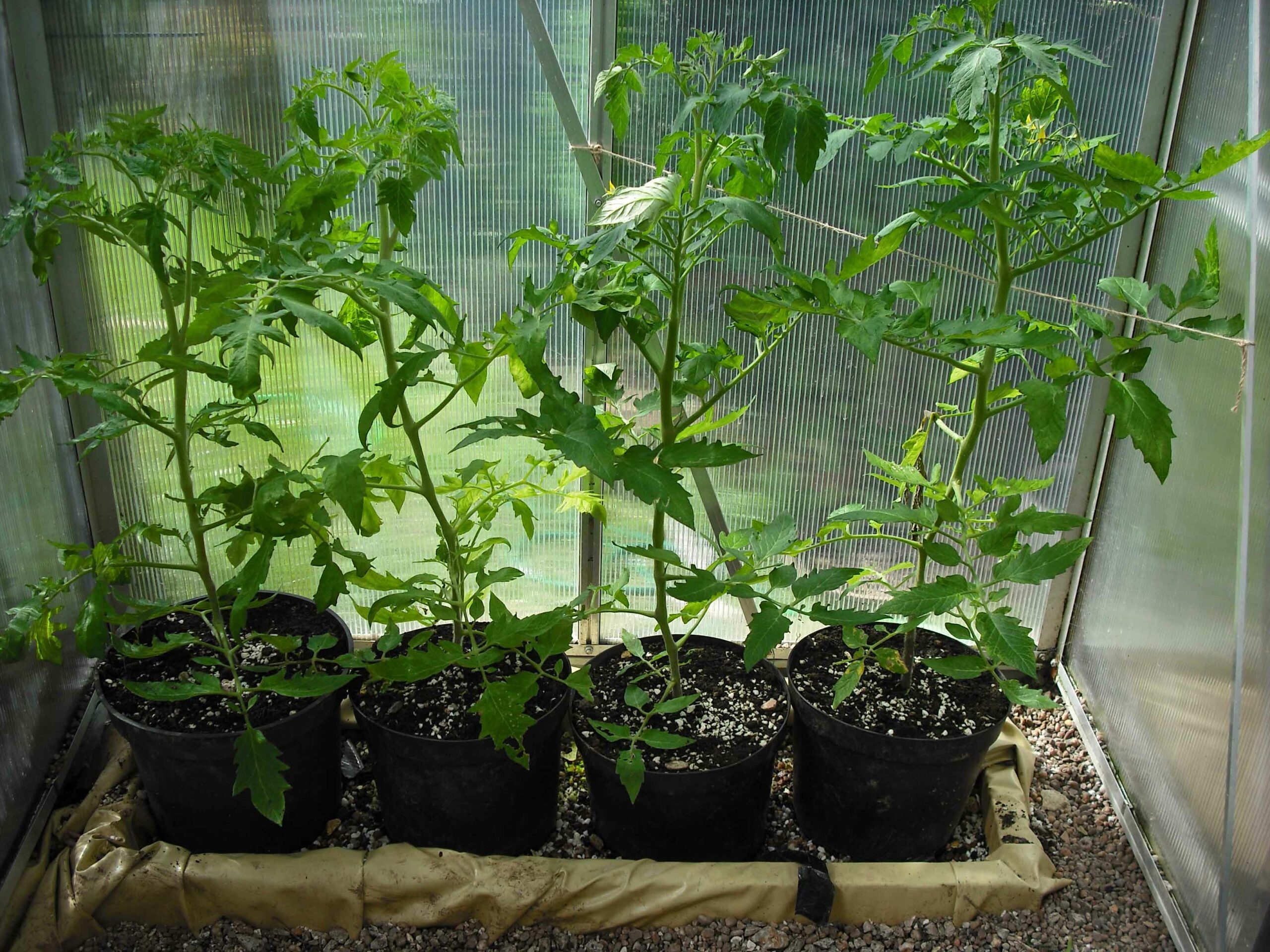 Check Out These 5 Indoor Greenhouse Kits You Should Own